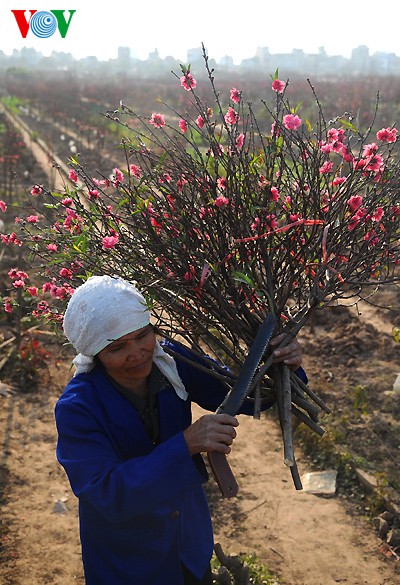 Peach trees in full bloom for Tet - ảnh 3